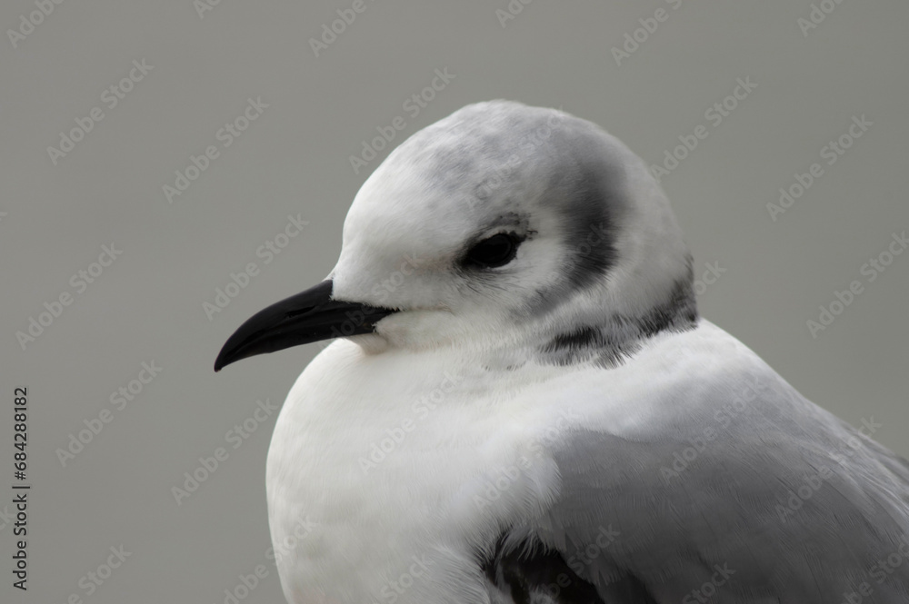 Black-legged Kittiwake, Rissa tridactyla Black-legged Kittiwake, Rissa tridactyla