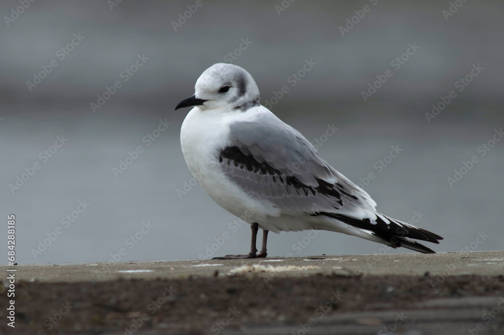 Black-legged Kittiwake, Rissa tridactyla Black-legged Kittiwake, Rissa tridactyla