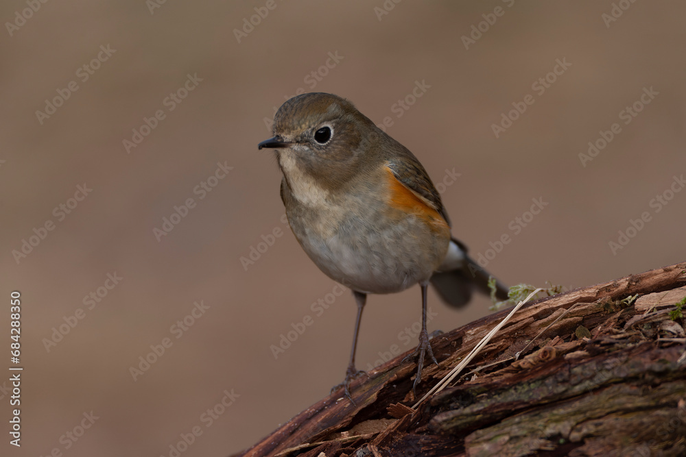 Red-flanked Bluetail, Tarsiger cyanurus Red-flanked Bluetail, Tarsiger cyanurus