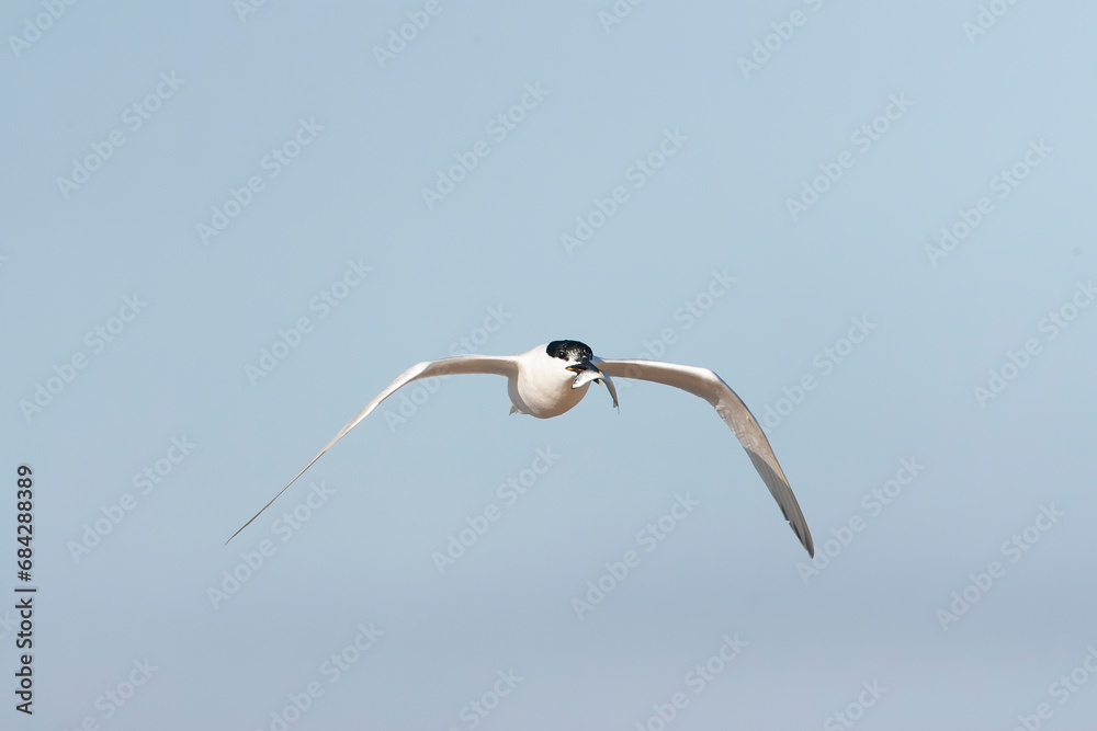 Sandwich Tern, Thalasseus sandvicensis Sandwich Tern, Thalasseus sandvicensis