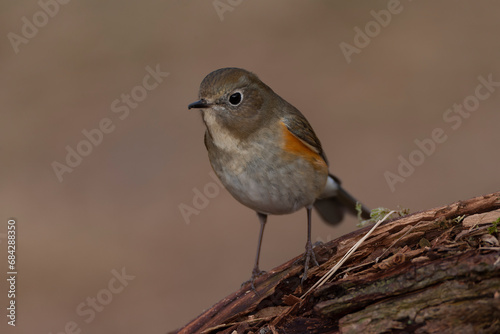 Red-flanked Bluetail, Tarsiger cyanurus © Marc