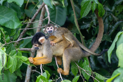 Lago Sandoval in Peru's Tambopata National Reserve: squirrel monkey baby (Saimiri boliviensis)) 
