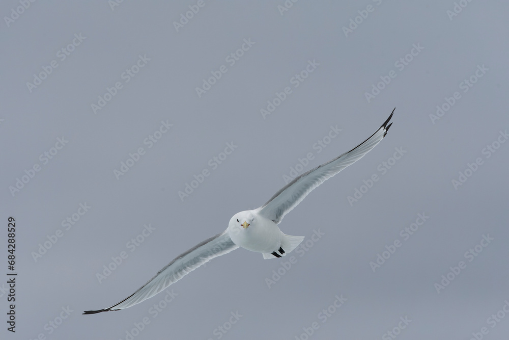 Black-legged Kittiwake, Rissa tridactyla Black-legged Kittiwake, Rissa tridactyla