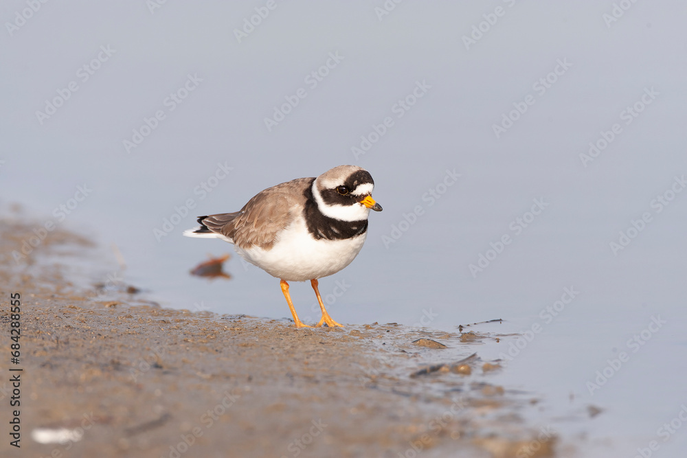 Common Ringed Plover, Charadrius hiaticula Common Ringed Plover, Charadrius hiaticula