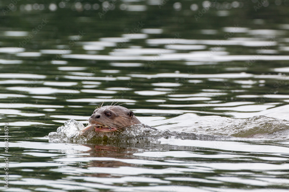 Lago Sandoval in Peru's Tambopata National Reserve: Giant Otter (Pteronura brasiliensis) feeding on fish Lago Sandoval in Peru's Tambopata National Reserve: Giant Otter (Pteronura brasiliensis) feeding on fish