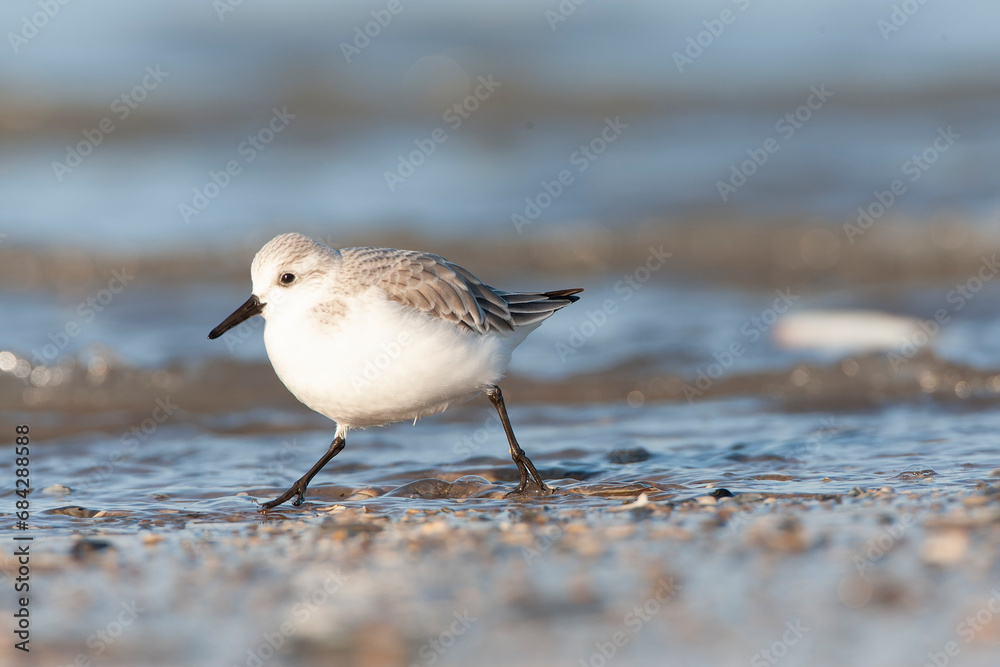 Sanderling, Calidris alba Sanderling, Calidris alba