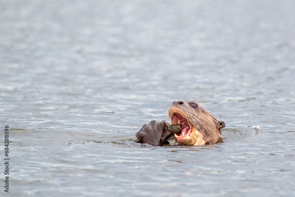 Obraz premium Lago Sandoval in Peru's Tambopata National Reserve: Giant Otter (Pteronura brasiliensis) feeding on fish