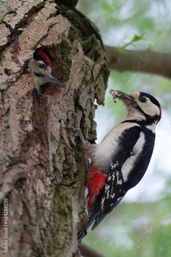 Great Spotted Woodpecker, Dendrocopos major pinetorum