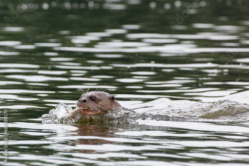 Lago Sandoval in Peru's Tambopata National Reserve: Giant Otter (Pteronura brasiliensis) feeding on fish