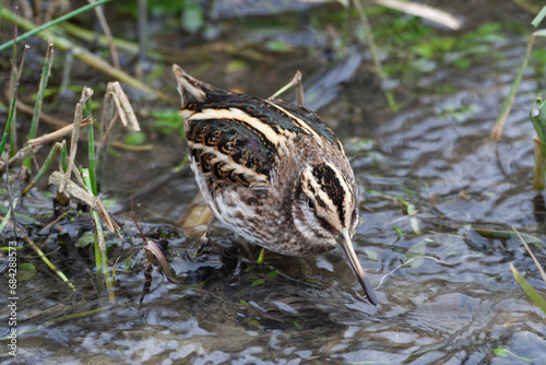 Jack Snipe, Lymnocryptes minimus photo