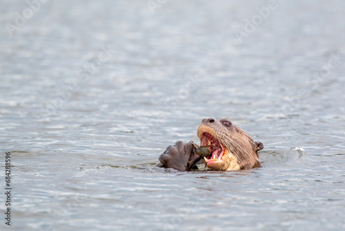 Lago Sandoval in Peru's Tambopata National Reserve: Giant Otter (Pteronura brasiliensis) feeding on fish photo