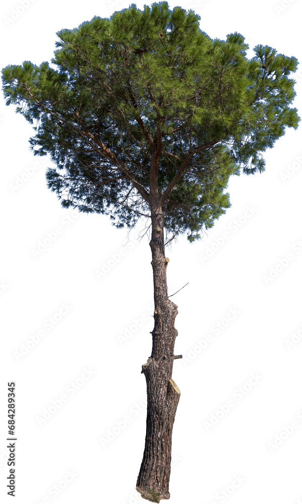 Fototapeta premium Freistehender Pinienbaum mit grünen Nadeln