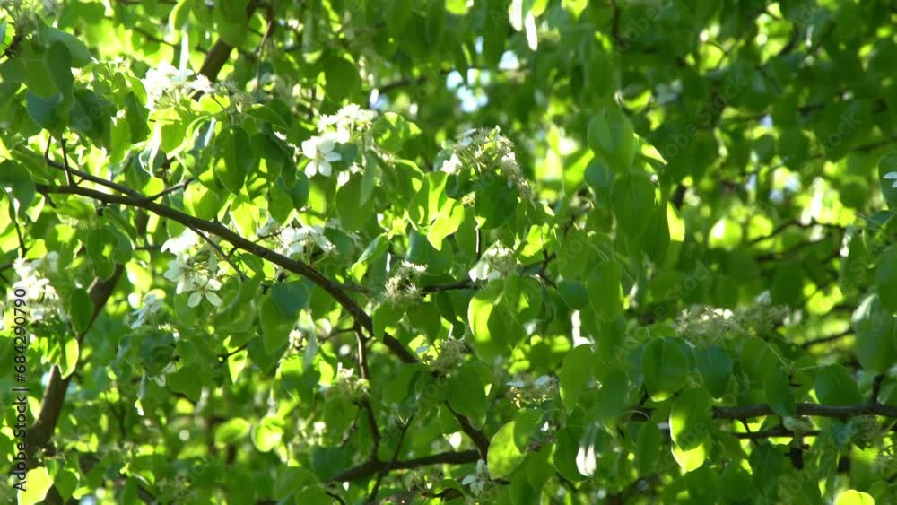 Green leaves. White appletree blossoms sway in the wind. Spring flowering garden. Floral natural background. Delicate flowers in the sunlight day. Blur bokeh nature. Flower bloom bud Leaf closeup Green leaves. White appletree blossoms sway in the wind. Spring flowering garden. Floral natural background. Delicate flowers in the sunlight day. Blur bokeh nature. Flower bloom bud Leaf closeup