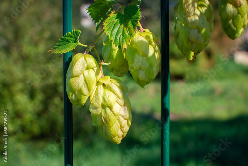 Cones of ripening hops curl on an iron fence. Close-up photo