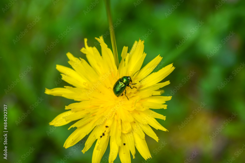 yellow flower yellow flower