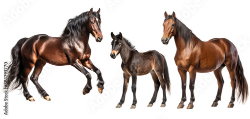 Group of bay horses  mare  stallion and foal  animal family isolated on transparent background. PNG clip art elements.