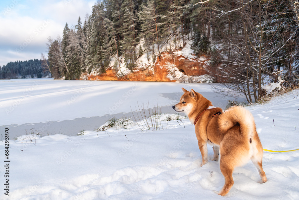 Shiba inu dog on the snowy coast of Brasla river at Latvia