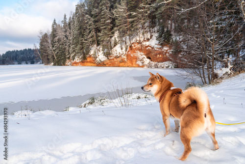 Fototapeta Naklejka Na Ścianę i Meble -  Shiba inu dog on the snowy coast of Brasla river at Latvia