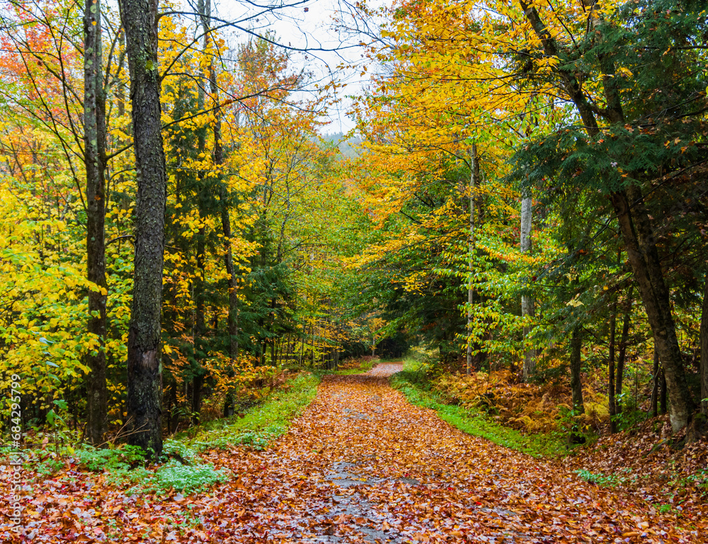 autumn leaves covering path into the woods on a Vermont fall day 
