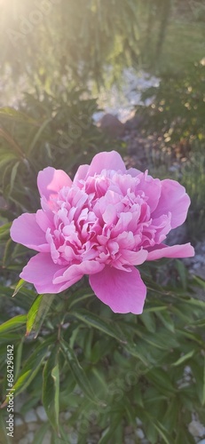 pink lush flower no. 5