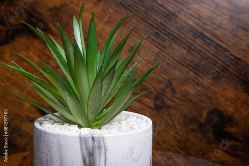 plant, succulent, small green leaf plant, in a white ceramic pot, the background is wooden