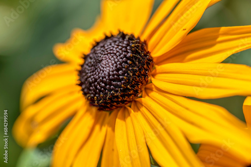 Rudbeckia plants  the Asteraceae yellow and brown flowers