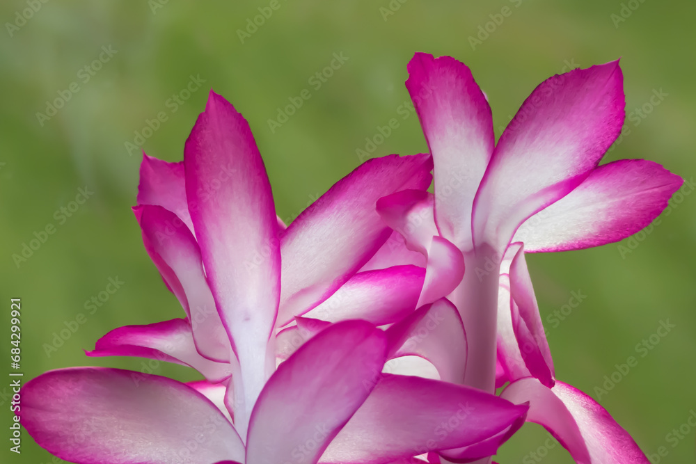 Purple petals of christmas cactus on green background