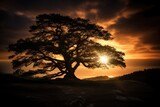 Silhouette Of Tree With Sun Rays Fordramatic Shot