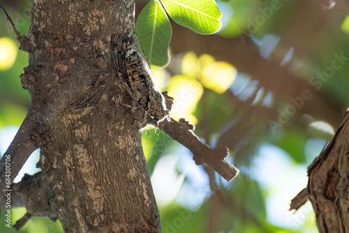 The gryllidae on the tree.