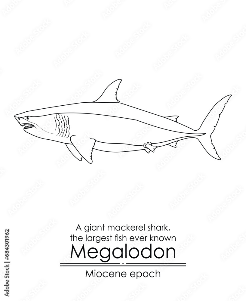 The largest fish ever known Megalodon, a giant mackerel shark from Miocene epoch. Black and white line art, perfect for coloring and educational purposes.