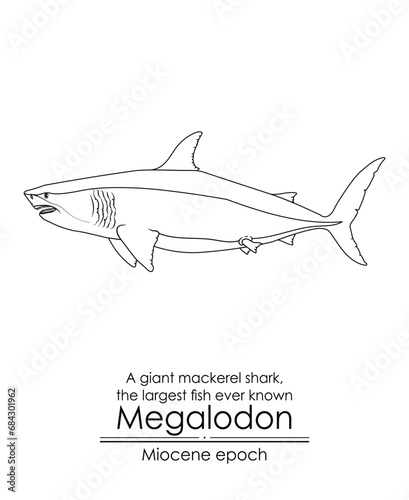 The largest fish ever known Megalodon, a giant mackerel shark from Miocene epoch. Black and white line art, perfect for coloring and educational purposes.