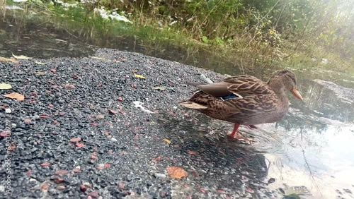 beautiful duck walking through the puddles