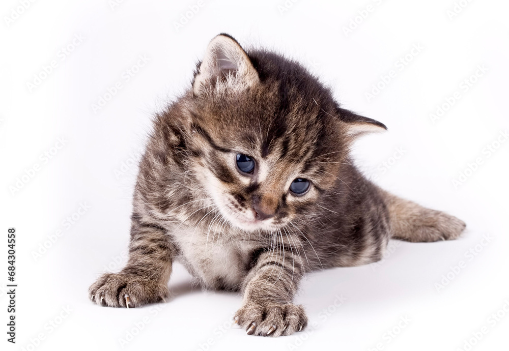 Kitten tabby cat on white background Kitten tabby cat on white background