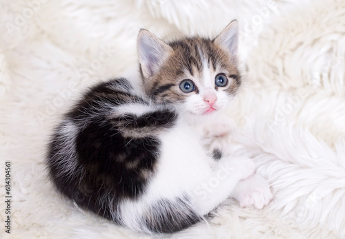 Pet animal; cute cat