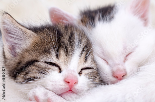 Pet animal; Cute kittens sleeping together
