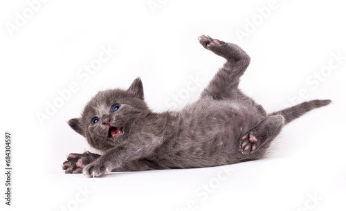 Cute gray kitten stands fun...