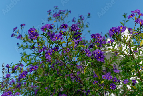 Purple flowers blooming on tree branches