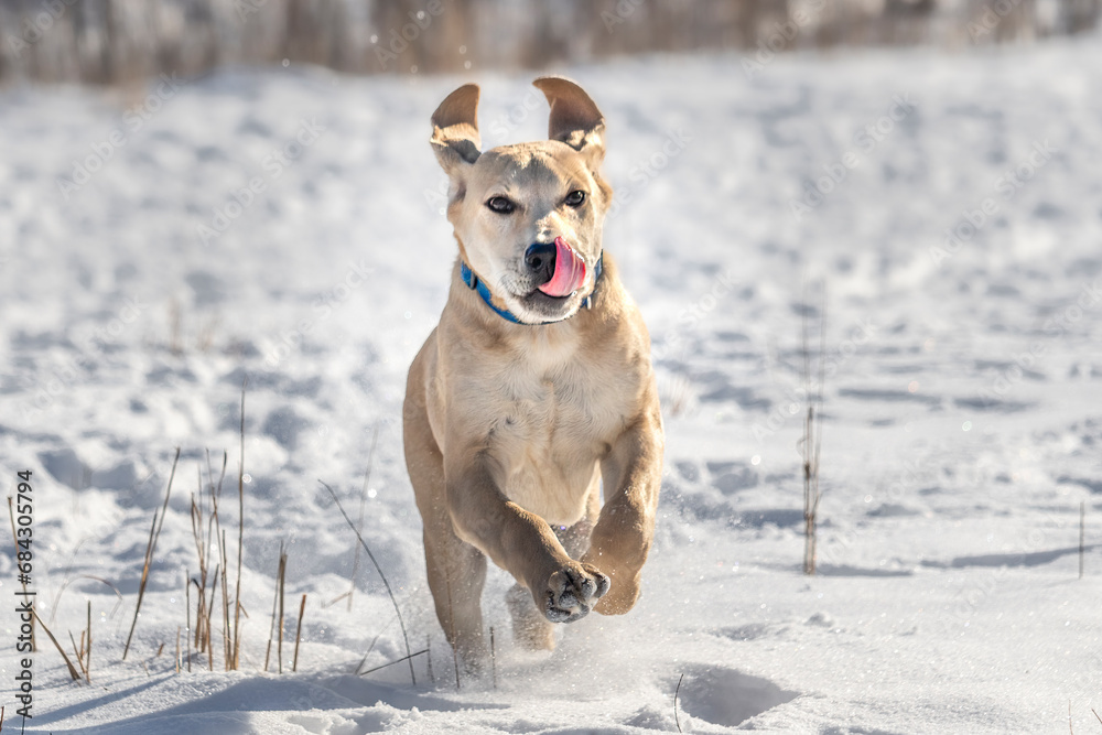 Family Dog in full sprint. A mixed breed Labrador and hound dog. Golden coat runs through snowy landscape. Ears flop with every bound and tongue sticks fully out