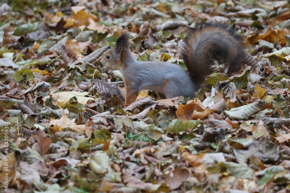Squirrel in autumn park Squirrel in autumn park