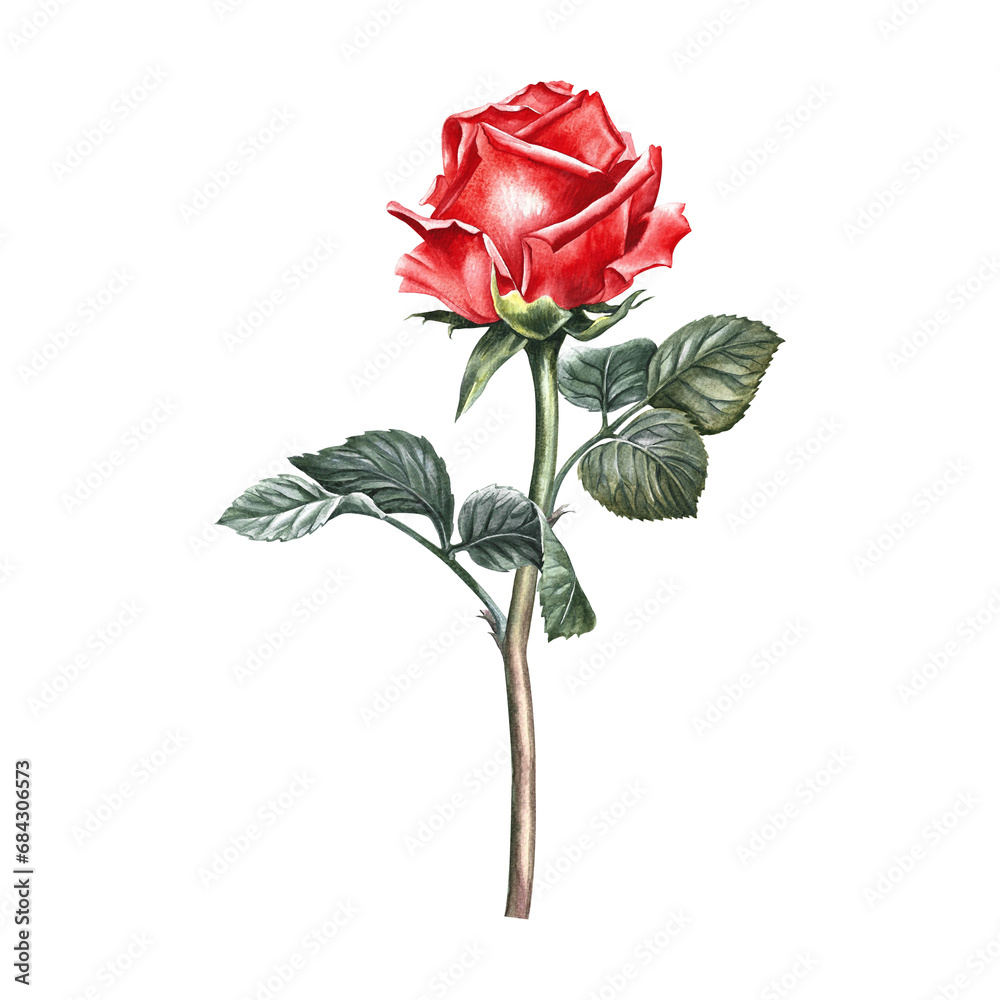Fototapeta premium A red blooming rose with a stem and leaves. Hand-drawn watercolor illustration. A design element of a flower card, a wedding invitation. For packaging and labels, posters and leaflets, prints, banners