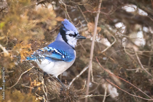Blue Jay (Cyanocitta cristata) in a Yew Tree. Over wintering North American bird that weathers the icy cold of the Midwest. Often seen in your backyard during the cold season 