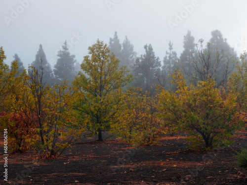 Autumn landscape with fog and vivid colors