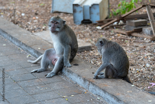 scimmia seduta © francesco