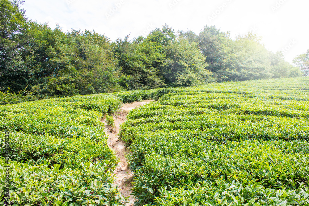 Tea plantation - a field of green rows of bushes among trees on a sunny summer day and a space for copying in Sochi