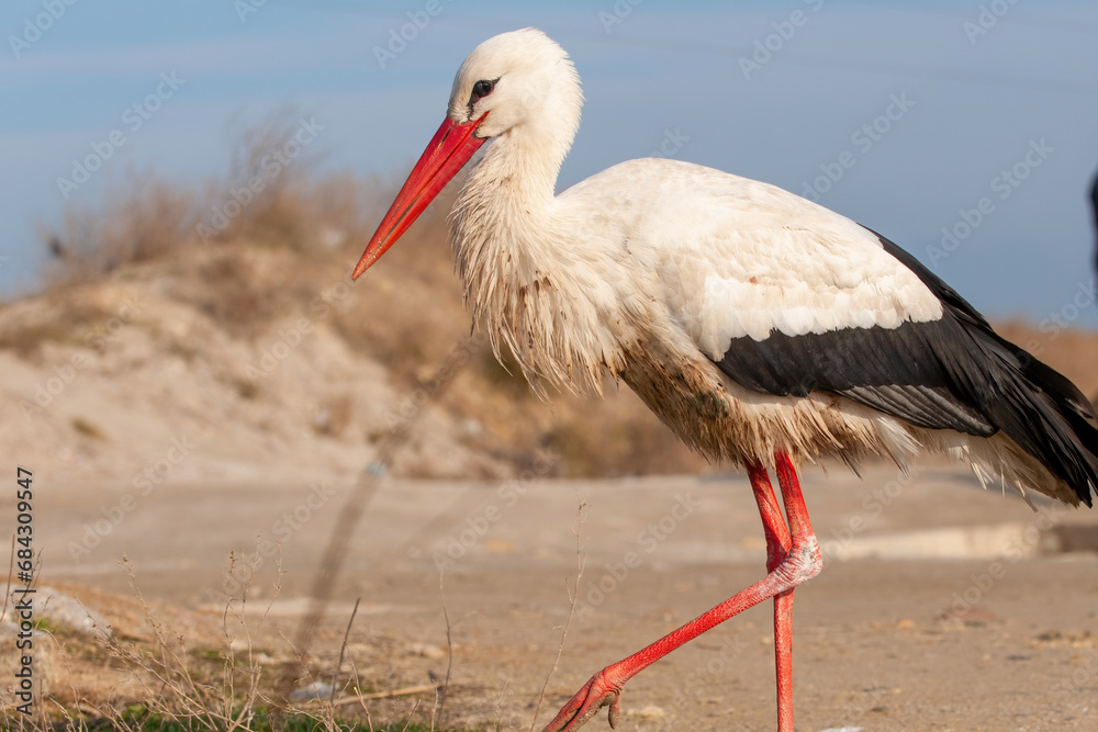 A rare White Stork, Ciconia ciconia. Close up A rare White Stork, Ciconia ciconia. Close up