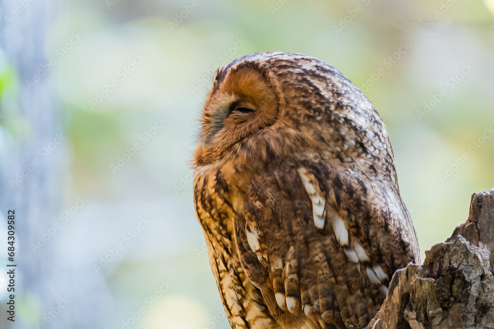 Portrait of a tawny owl in the autumn forest Strix aluco