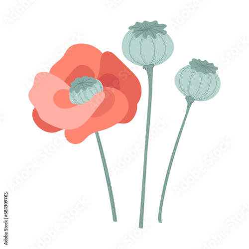 red poppy with seeds. ripe poppy