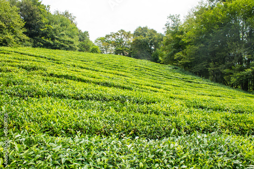 Tea plantation - a field of green rows of bushes among trees on a sunny summer day and a space for copying in Sochi