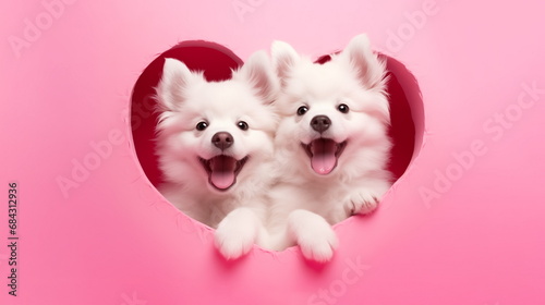 Two cute white puppies of pomeranian spitz dog peeking out from hole of heart shape isolated on pink background. Copy space