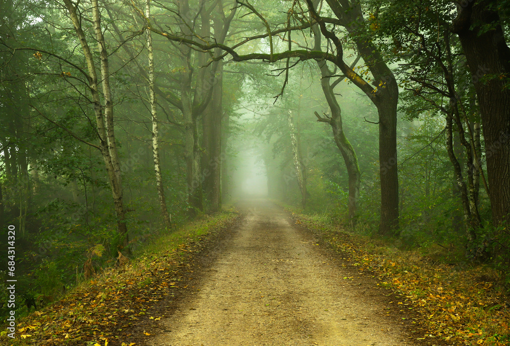 Obraz premium Jesienny mglisty krajobraz, aleja drzew